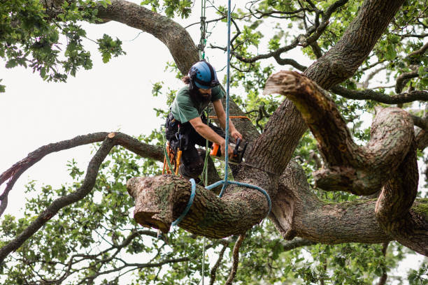 Best Arborist Consultation Services  in Salado, TX