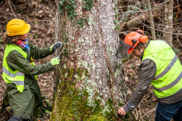 Best Storm Damage Tree Cleanup  in Salado, TX