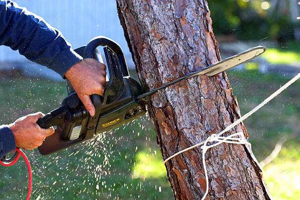 Best Stump Grinding and Removal  in Salado, TX