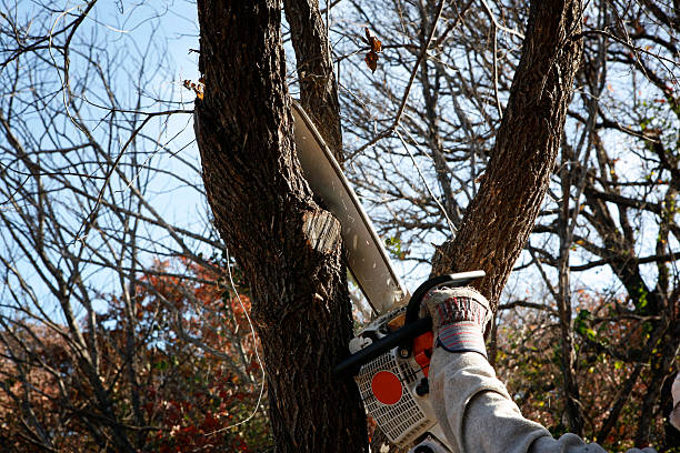 Best Leaf Removal  in Salado, TX