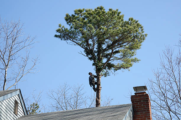 Best Tree Maintenance Programs  in Salado, TX